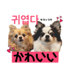 ハングルちわわん（個別スタンプ：19）