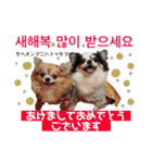 ハングルちわわん（個別スタンプ：21）
