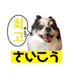 ハングルちわわん（個別スタンプ：22）
