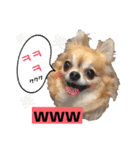 ハングルちわわん（個別スタンプ：23）