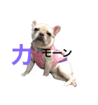 家族のわんちゃん大集合（個別スタンプ：5）