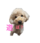 家族のわんちゃん大集合（個別スタンプ：8）