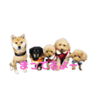 家族のわんちゃん大集合（個別スタンプ：11）