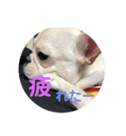 家族のわんちゃん大集合（個別スタンプ：14）