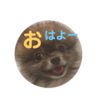 家族のわんちゃん大集合（個別スタンプ：16）