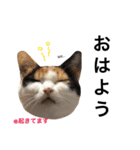 あんずとぽんずとだいず(日常編)（個別スタンプ：1）