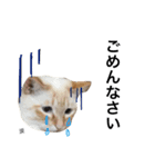 あんずとぽんずとだいず(日常編)（個別スタンプ：4）