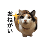 あんずとぽんずとだいず(日常編)（個別スタンプ：5）