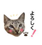 あんずとぽんずとだいず(日常編)（個別スタンプ：6）