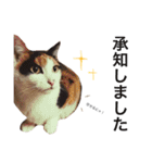 あんずとぽんずとだいず(日常編)（個別スタンプ：7）