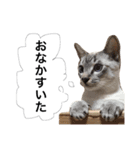 あんずとぽんずとだいず(日常編)（個別スタンプ：16）
