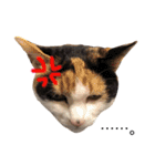あんずとぽんずとだいず(日常編)（個別スタンプ：21）