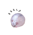 癒しのハム。（個別スタンプ：1）
