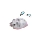 癒しのハム。（個別スタンプ：8）