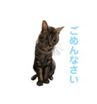 ルーの日常（個別スタンプ：8）