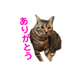 ルーの日常（個別スタンプ：10）