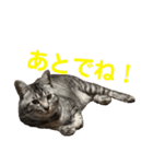 ルーの日常（個別スタンプ：39）