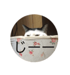 内田ねこ（個別スタンプ：2）