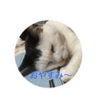 内田ねこ（個別スタンプ：3）