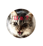 内田ねこ（個別スタンプ：4）