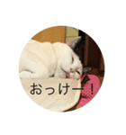 内田ねこ（個別スタンプ：6）