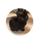 内田ねこ（個別スタンプ：8）