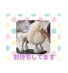 トイプードルのtimmyくん（個別スタンプ：4）