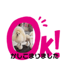 トイプードルのtimmyくん（個別スタンプ：5）