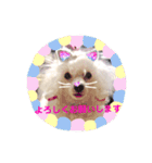 トイプードルのtimmyくん（個別スタンプ：6）