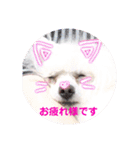 トイプードルのtimmyくん（個別スタンプ：7）
