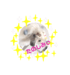 トイプードルのtimmyくん（個別スタンプ：8）