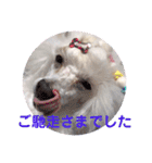 トイプードルのtimmyくん（個別スタンプ：9）