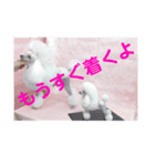 トイプードルのtimmyくん（個別スタンプ：13）