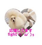 トイプードルのtimmyくん（個別スタンプ：14）