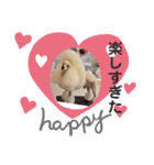 トイプードルのtimmyくん（個別スタンプ：15）