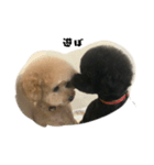 トイプーちょこ❣ロン❣クー（個別スタンプ：4）