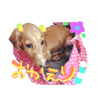 保護っ子ファミリー③（個別スタンプ：7）