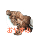 可愛いマロチロ 第2弾（個別スタンプ：3）