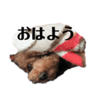 可愛いマロチロ 第2弾（個別スタンプ：11）