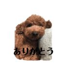 可愛いマロチロ 第2弾（個別スタンプ：15）