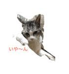 猫のチョビ…時々友達（個別スタンプ：2）