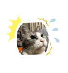 猫のチョビ…時々友達（個別スタンプ：7）