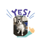猫のチョビ…時々友達（個別スタンプ：10）