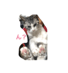 猫のチョビ…時々友達（個別スタンプ：11）