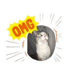 猫のチョビ…時々友達（個別スタンプ：14）