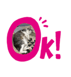 猫のチョビ…時々友達（個別スタンプ：17）