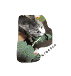 猫のチョビ…時々友達（個別スタンプ：19）