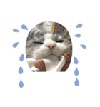猫のチョビ…時々友達（個別スタンプ：20）