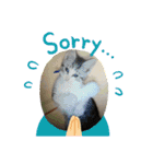 猫のチョビ…時々友達（個別スタンプ：21）