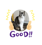 猫のチョビ…時々友達（個別スタンプ：22）